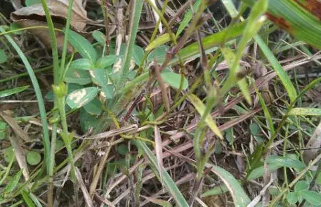 怎样栽培独脚金