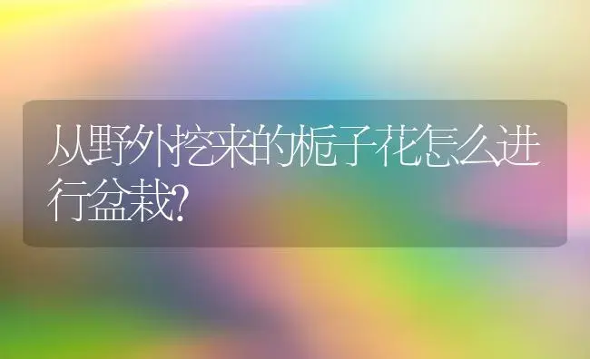 从野外挖来的栀子花怎么进行盆栽？ | 绿植常识