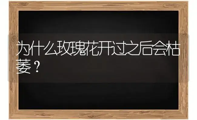 为什么玫瑰花开过之后会枯萎？ | 绿植常识