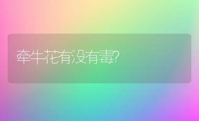 牵牛花有没有毒？ | 家庭养花