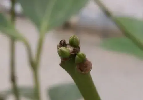 盆景知识 | 平安树一年发几次芽