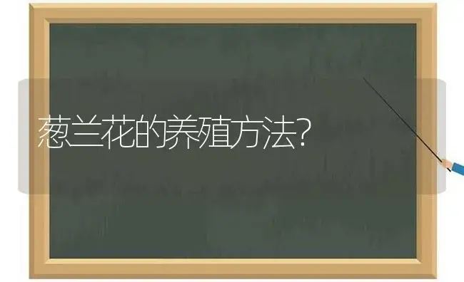 葱兰花的养殖方法？ | 绿植常识