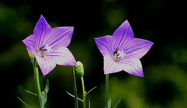 什么花的花语是真诚，石竹/金银花/桔梗花/粉玫瑰(真诚的爱)