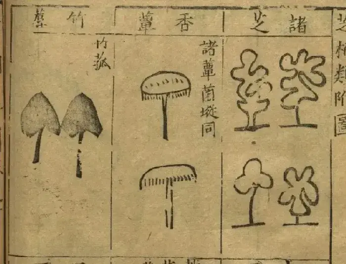 红伞伞，白杆杆，古人怎么吃菌菇？