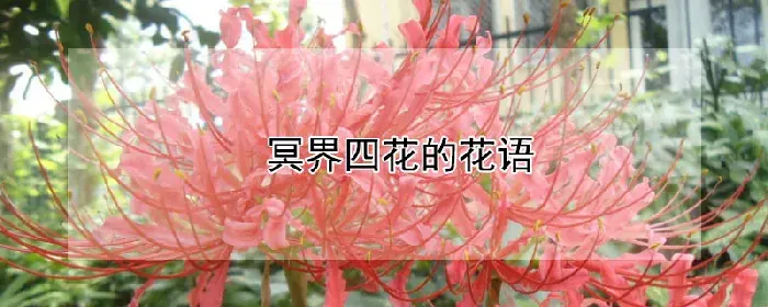 冥界四花的花语