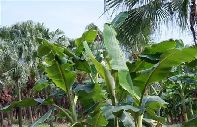 芭蕉怎么栽培