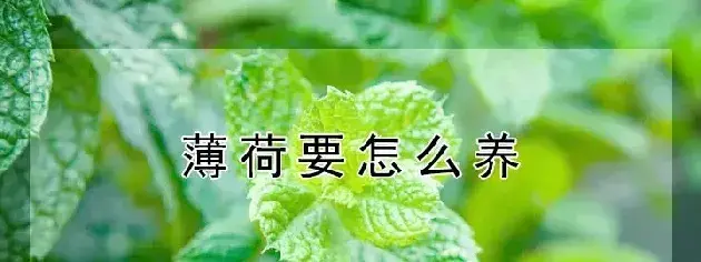 薄荷要怎么养才好？