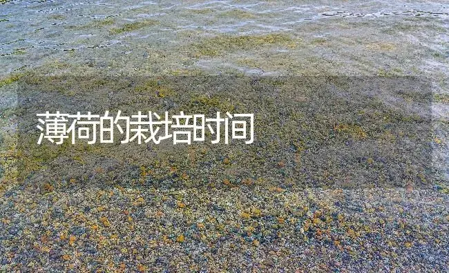 薄荷的栽培时间 | 药材种植