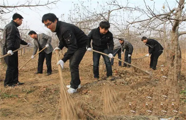 苹果树越冬防寒办法