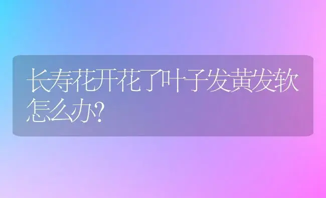 长寿花开花了叶子发黄发软怎么办？ | 多肉养殖