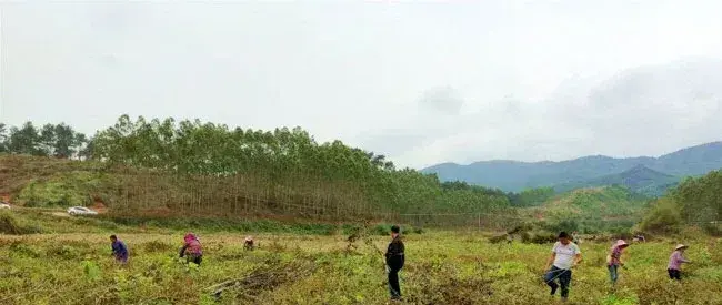 广西上思县：废弃桑树枝变食用菌培育良材