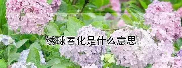 绣球春化是什么意思