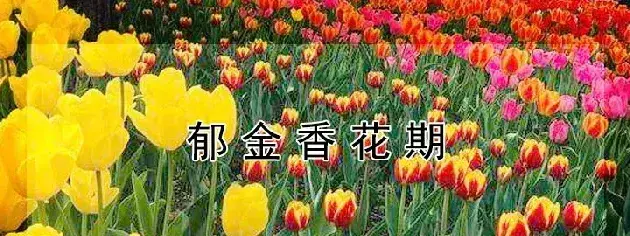 郁金香花期