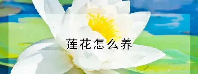 莲花怎么养