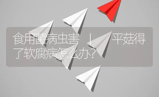 平菇得了软腐病怎么办？ | 菌菇种植