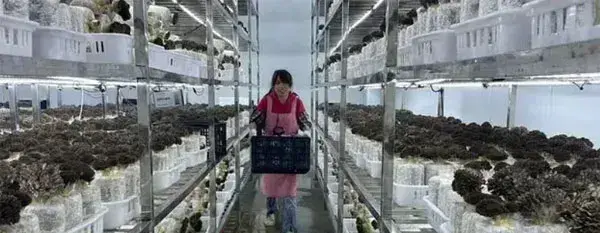 贵州兴义食用菌产业园灰树花 喜迎丰收