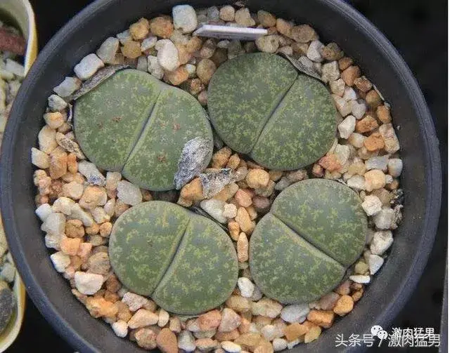 多肉小屁股品种区别