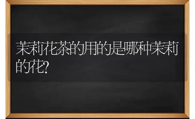 茉莉花茶的用的是哪种茉莉的花？ | 绿植常识