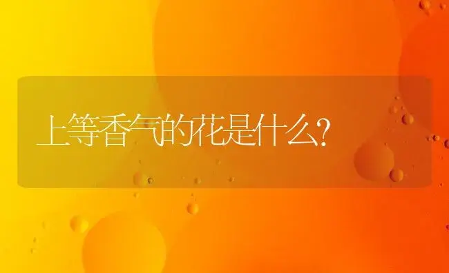 上等香气的花是什么？ | 绿植常识