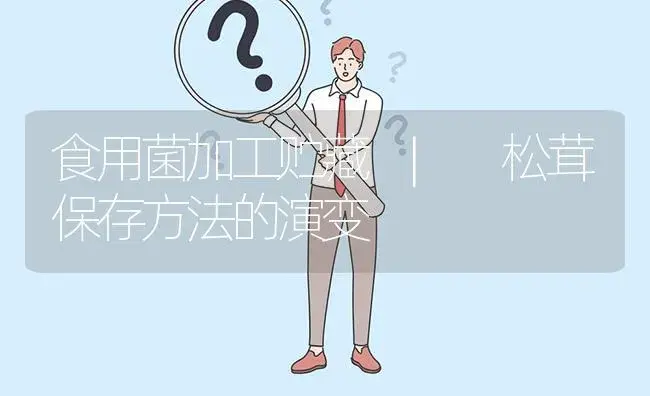 松茸保存方法的演变 | 菌菇种植