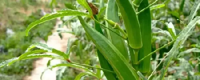 秋葵的种植前景，附种植成本与利润