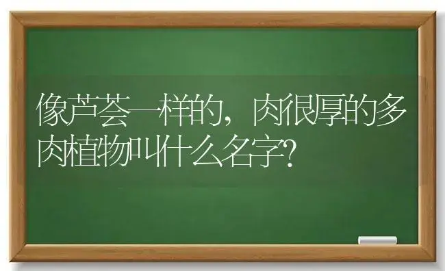 像芦荟一样的,肉很厚的多肉植物叫什么名字？ | 多肉养殖