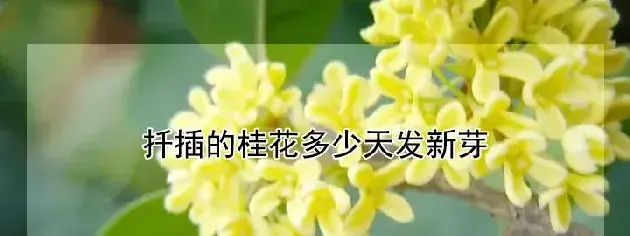 扦插的桂花多少天发新芽