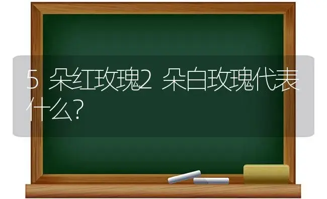 5朵红玫瑰2朵白玫瑰代表什么？ | 绿植常识