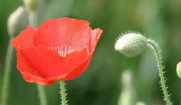 罂粟花的花语