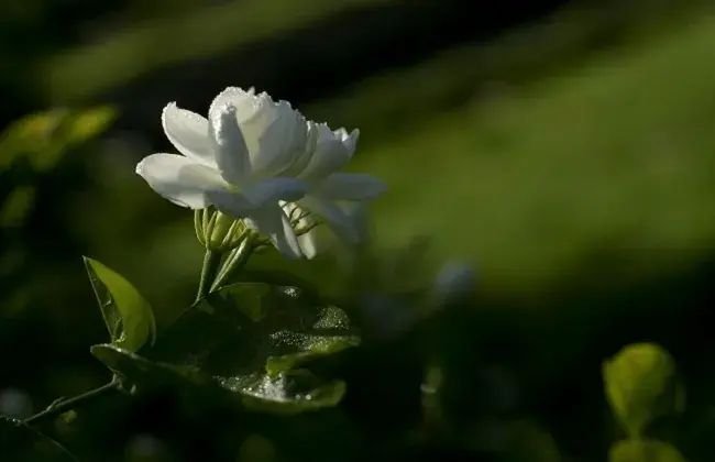 茉莉花与栀子花的不同办法