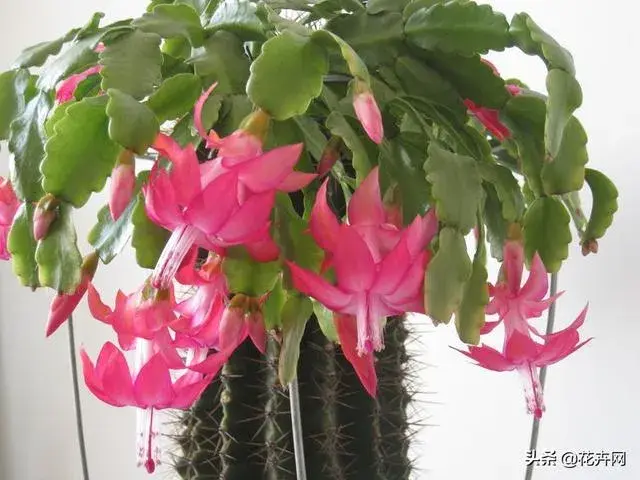 蟹爪兰是喜阴植物,还是喜阳植物？
