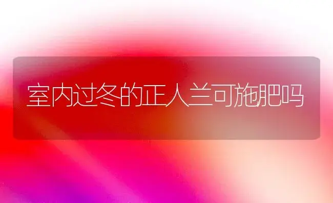 室内过冬的正人兰可施肥吗 | 家庭养花