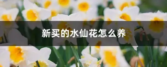 刚买的水仙花怎么处理？