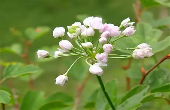 薤白怎么种