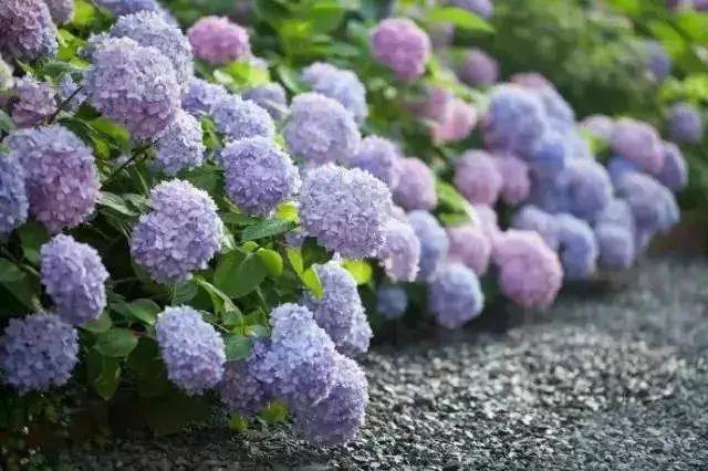 八仙花花期是什么时候以及八仙花花语是什么