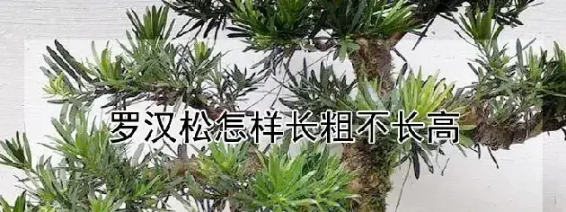 罗汉松怎样长粗不长高