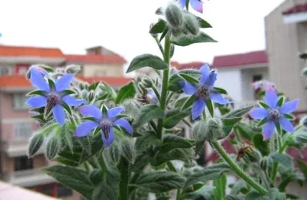 琉璃草的花语有哪些？