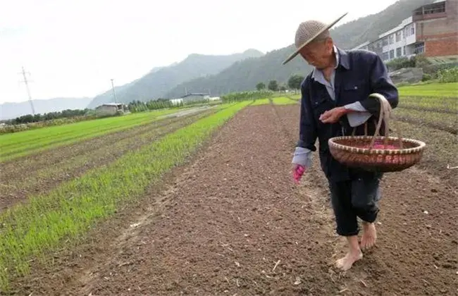 早熟毛豆种植管理技术