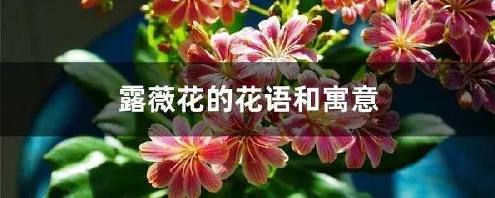 露薇花的花语和寓意