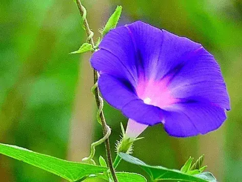 牵牛花的花语传说有哪些？