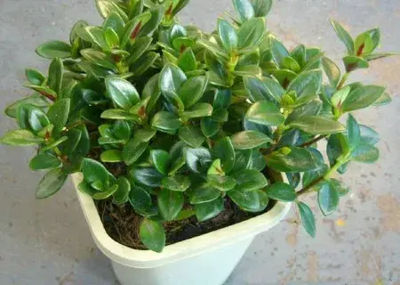 盆景养护管理 | 金鱼吊兰什么时候开花？不开花怎么办？
