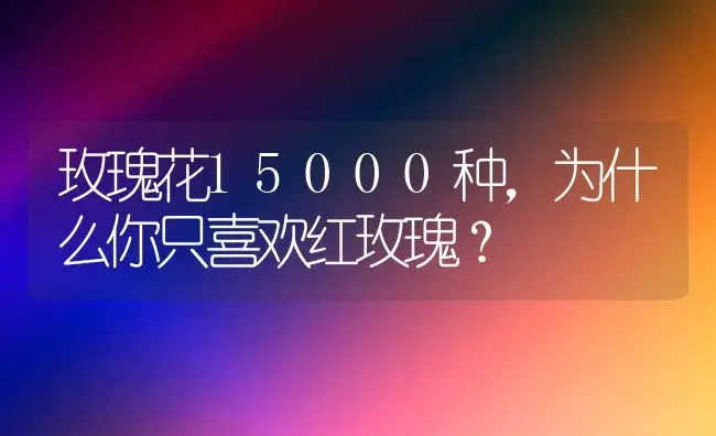 玫瑰花15000种，为什么你只喜欢红玫瑰？ | 绿植常识