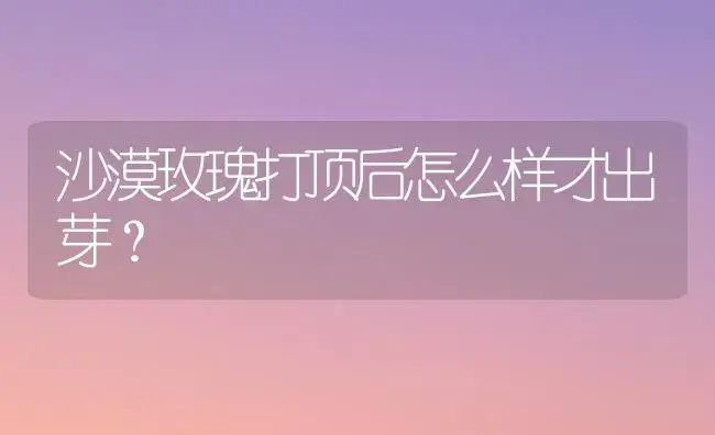 沙漠玫瑰打顶后怎么样才出芽？ | 绿植常识