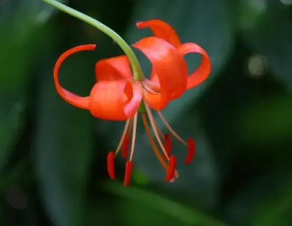 野百合花的花语是什么意思 幸福又将回来_花语大全