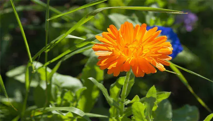 金盏花花语 金盏花花语是什么