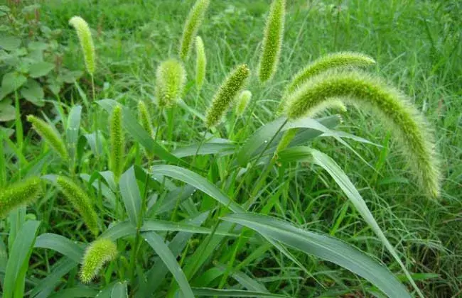 狗尾巴草的花语和传说