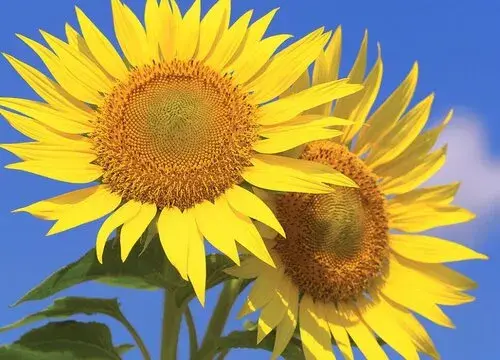 表示生命的花 花语是生命的花