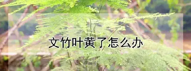 文竹叶黄了怎么办