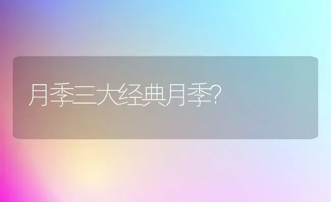 月季三大经典月季？ | 绿植常识