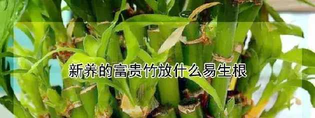 新养的富贵竹放什么易生根